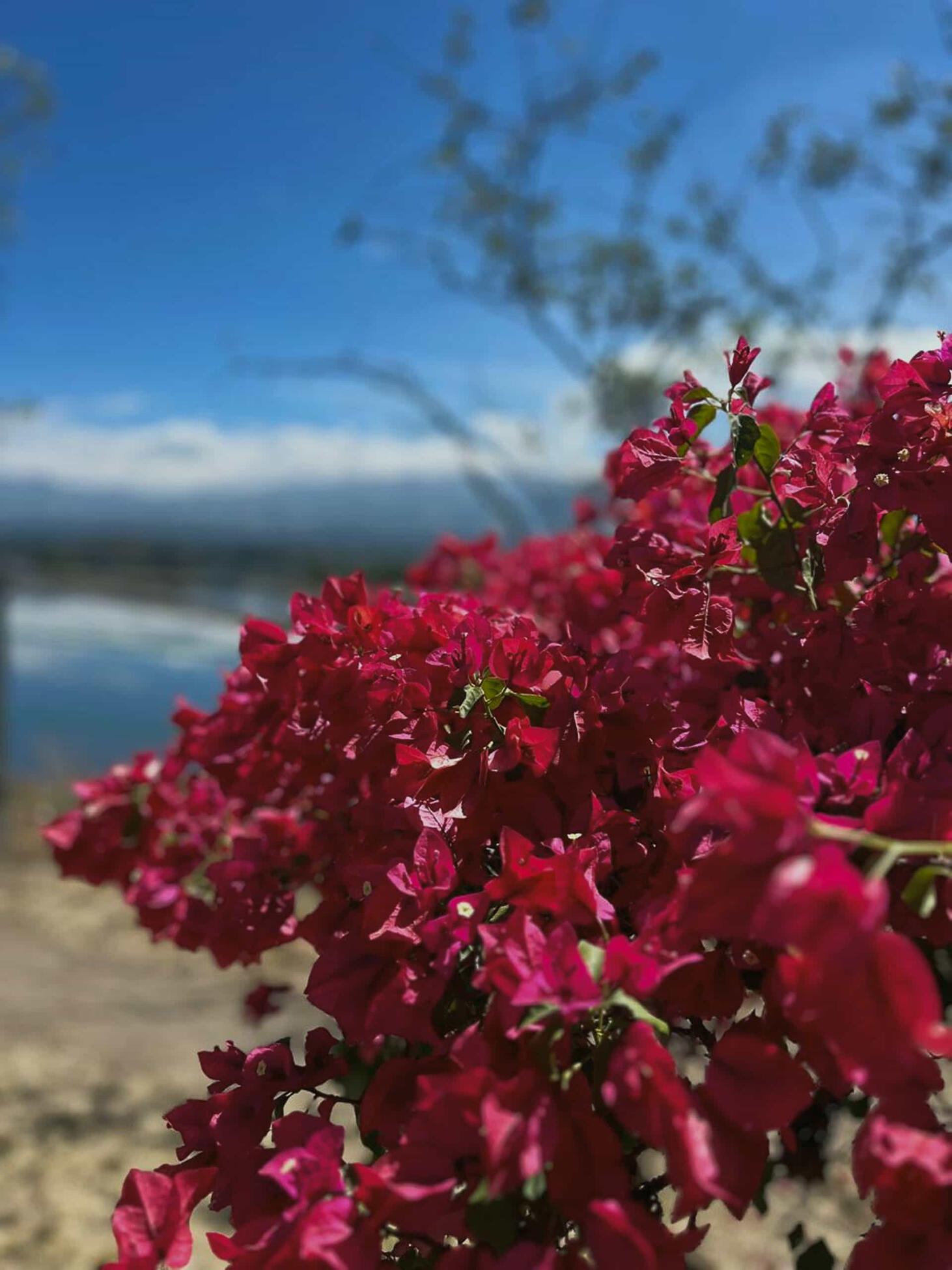 Bougainvillea Nahaufnahme Bougainvillea